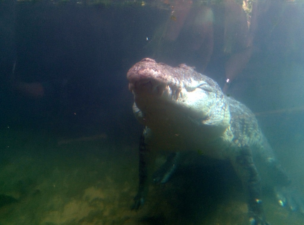 Cocodrilo